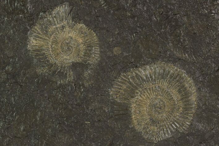 Dactylioceras Ammonite Cluster - Posidonia Shale, Germany #100272